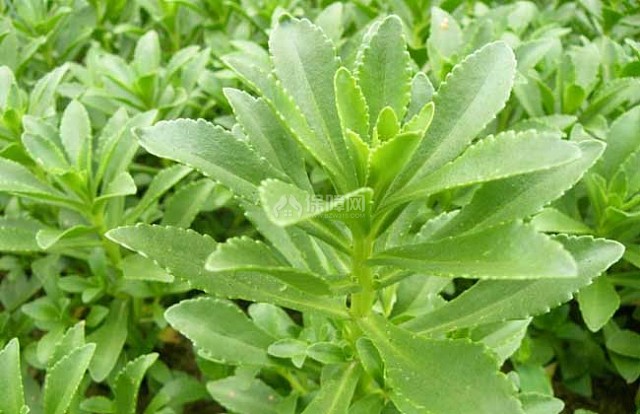 养心菜种植技术