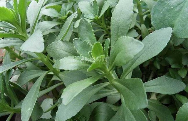 养心菜种植技术
