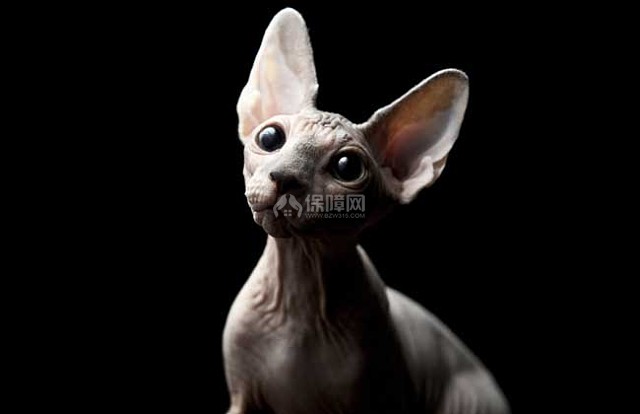 斯芬克斯猫多少钱一只