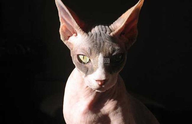 斯芬克斯猫多少钱一只