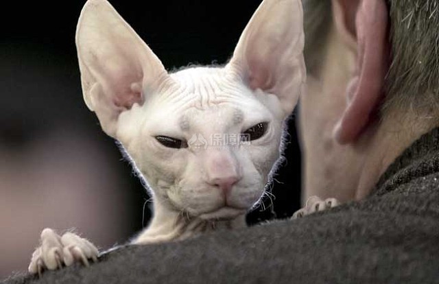 斯芬克斯猫多少钱一只