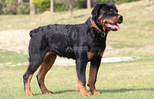 罗威纳犬