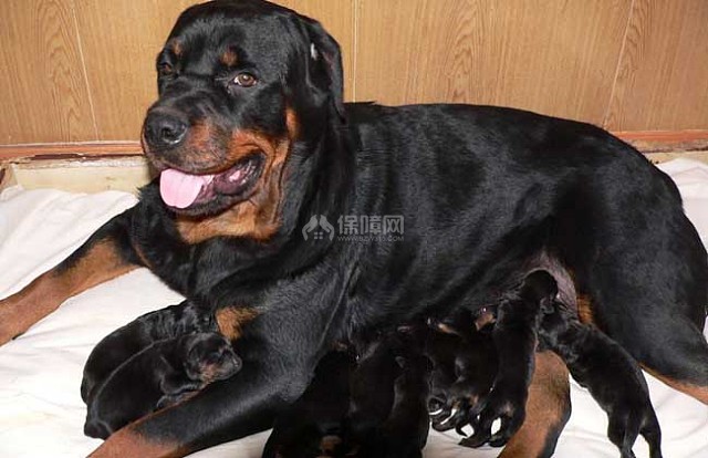 罗威纳犬