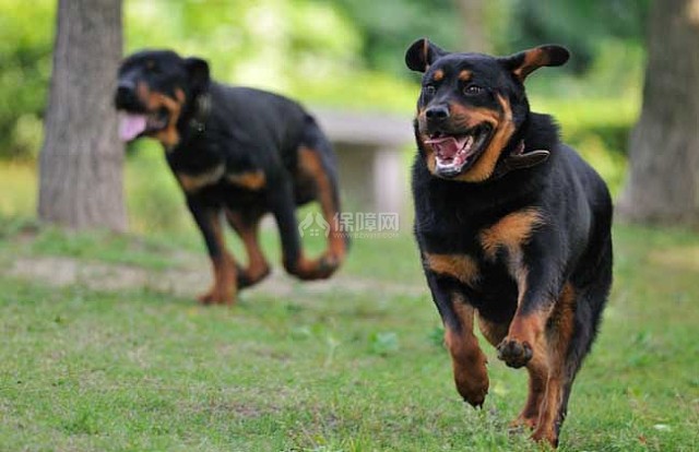 罗威纳犬