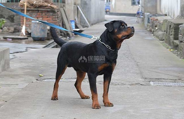 罗威纳犬