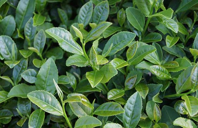 茶树、茶树花、茶花、花茶的区别 