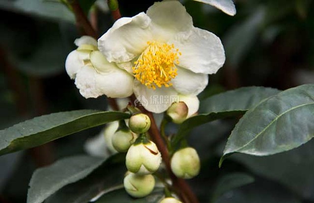 茶树、茶树花、茶花、花茶的区别 
