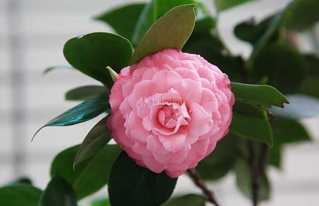 茶树、茶树花、茶花、花茶的区别 