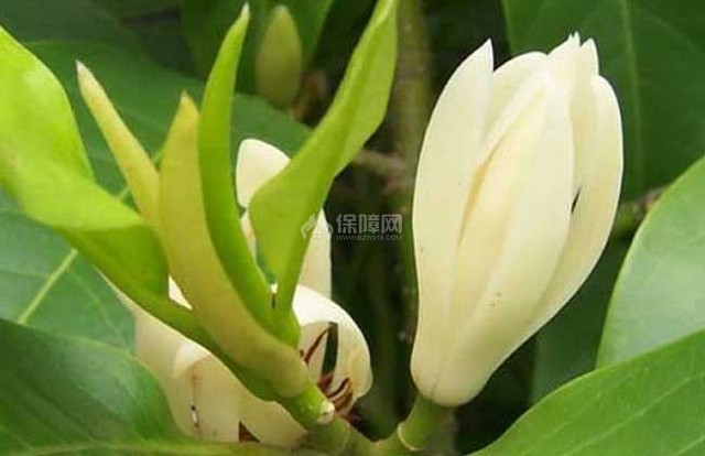 白兰花精油