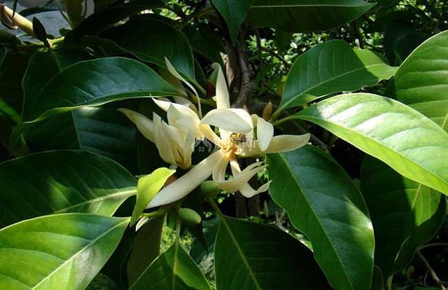白兰花精油