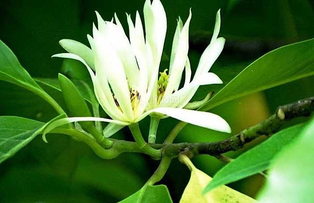 白兰花精油