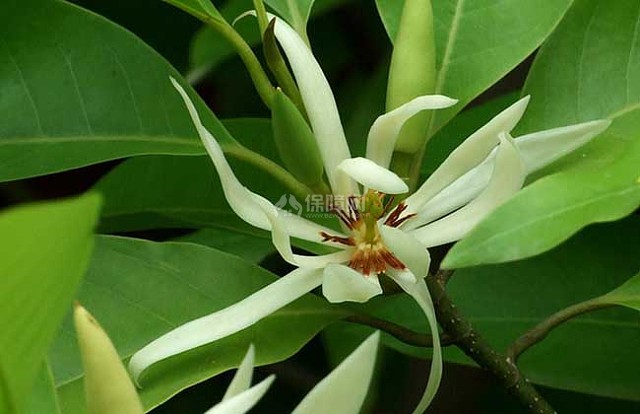 白兰花精油