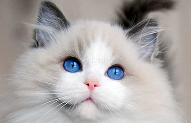 布偶猫