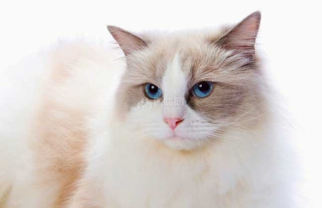 布偶猫