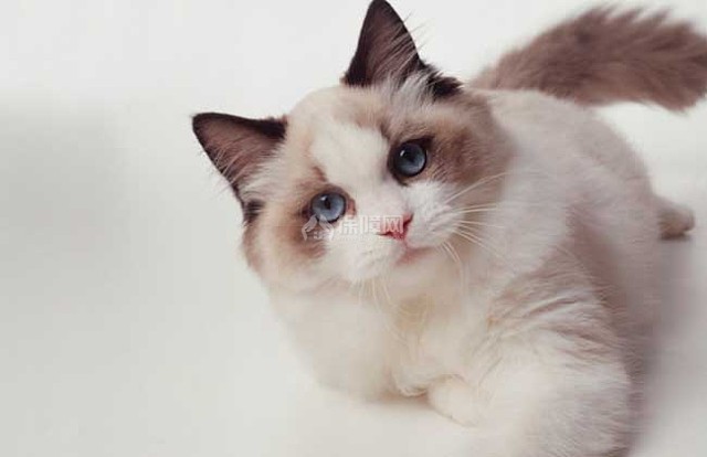 布偶猫