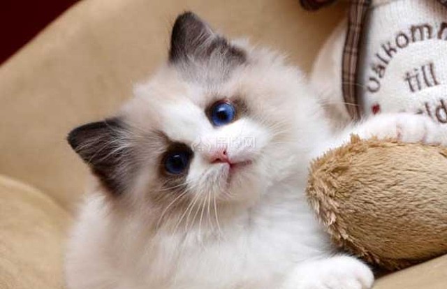 布偶猫