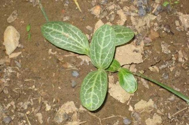 丝瓜的种植技术 