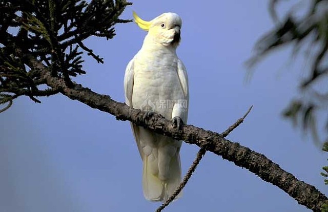 图 葵花凤头鹦鹉多少钱葵花凤头鹦鹉养殖方法 装修保障网