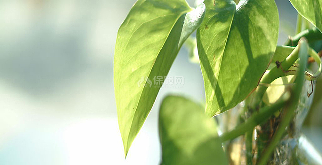 富贵竹