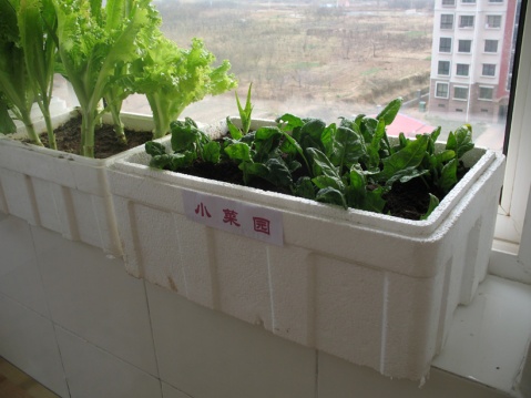 阳台菜园种植蔬菜需要注意什么?