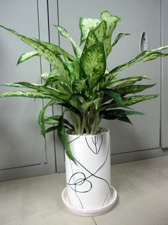 阳台装修之阳台植物曝光