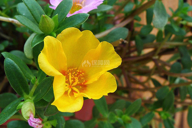 太阳花花语