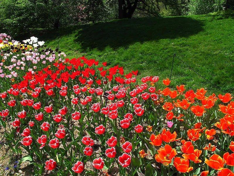 植物公園設(shè)計(jì)效果圖