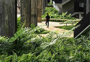 雨林式景觀植物效果圖