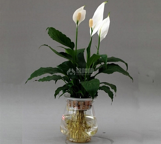 一帆风顺的养殖方法和注意事项