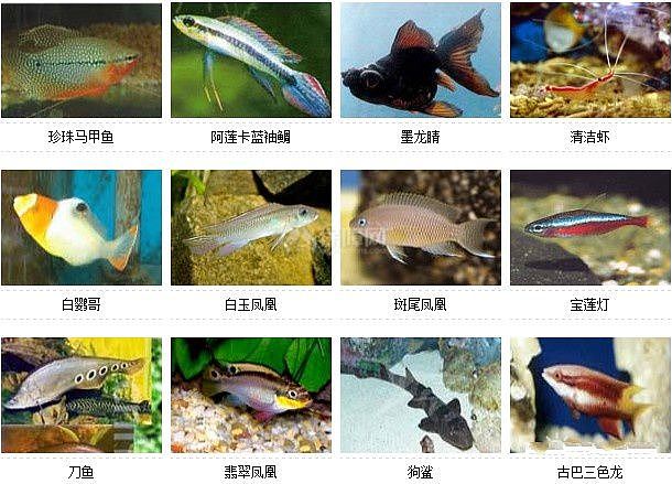 36种风格迥异观赏鱼