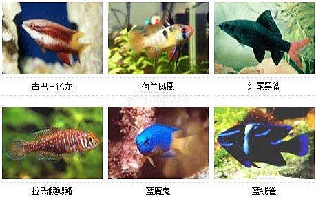 36种风格迥异观赏鱼