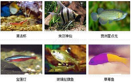 36种风格迥异观赏鱼