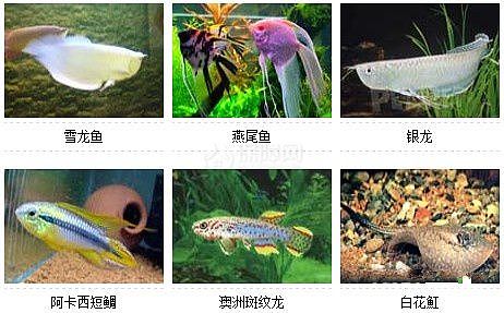 36种风格迥异观赏鱼