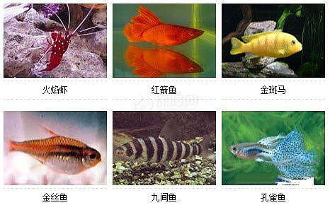 36种风格迥异观赏鱼