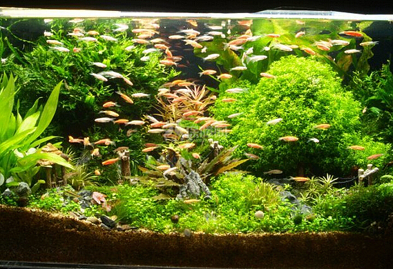 鱼缸造景