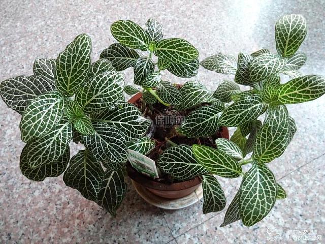 网纹草怎么养