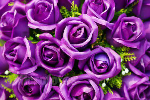 紫玫瑰的花语是什么(紫玫瑰的花语是什么花)