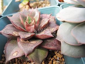 大和锦怎么种植