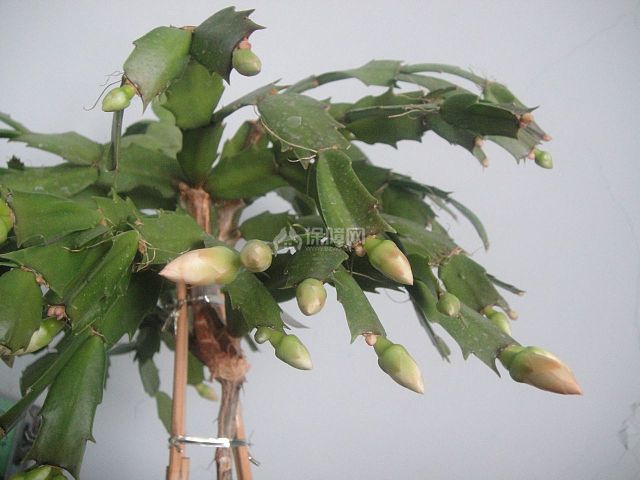 叶仙人掌嫁接蟹爪兰图片