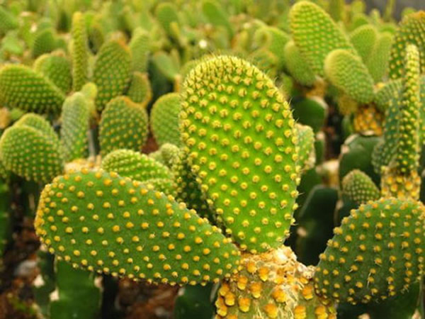 黄毛掌怎么养 黄毛掌多久开花