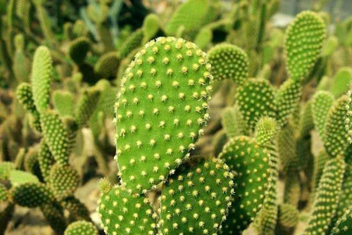 黄毛掌怎么养 黄毛掌多久开花