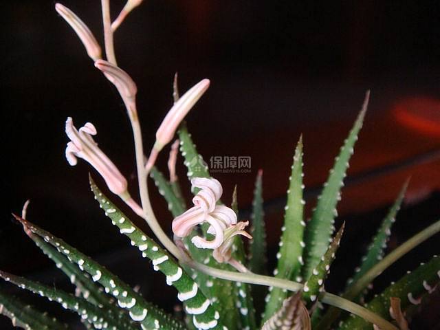 条纹蛇尾兰开花图片