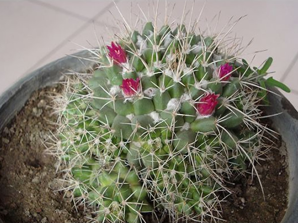 白龙球怎么养 白龙球的养殖方法