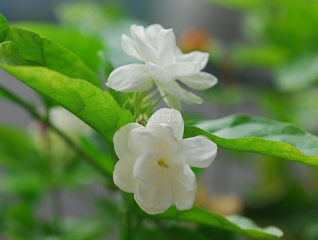 茉莉花图片