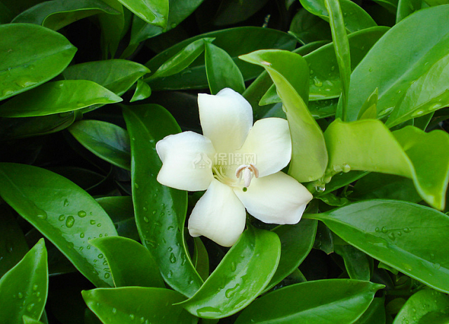 茉莉花图片