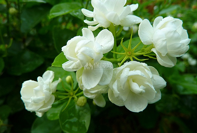 茉莉花图片