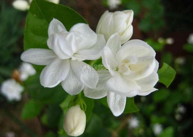 茉莉花图片