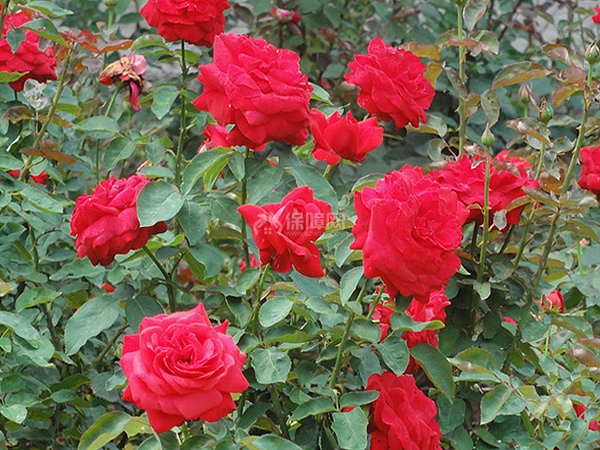 红色月季花图片