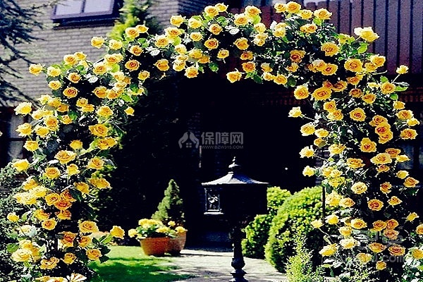 藤蔓月季花图片