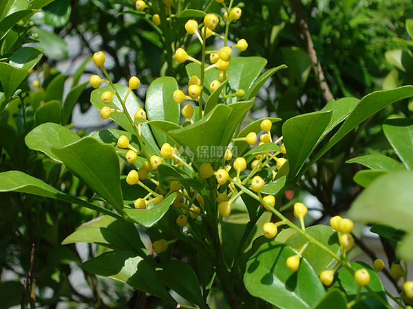 米兰花花语是什么 米兰花象征意义与传说